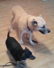 Chiweenie Dogs for adoption in Tonopah, AZ, USA
