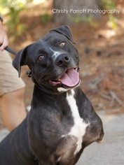 American Pit Bull Terrier Dogs for adoption in Tyler, TX, USA