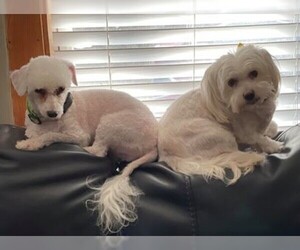 Havanese Dogs for adoption in Westmont, IL, USA