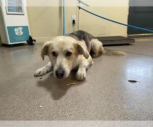Huskies -Labrador Retriever Mix Dogs for adoption in Pasadena, CA, USA