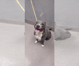 American Pit Bull Terrier-Unknown Mix Dogs for adoption in Las Vegas, NV, USA
