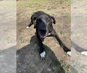 Great Dane Dogs for adoption in Riverside, CA, USA
