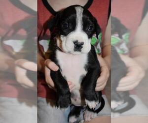 Borador Dogs for adoption in Holly Springs, NC, USA