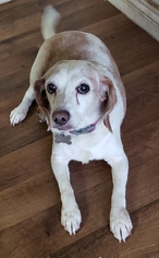 Beagle Dogs for adoption in Fallbrook, CA, USA