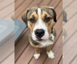 Mutt Dogs for adoption in Minneapolis, MN, USA