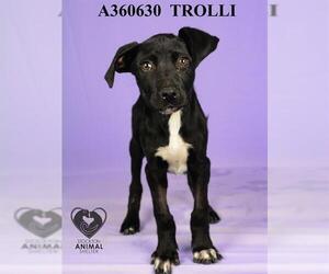 Doberman Pinscher-Unknown Mix Dogs for adoption in Stockton, CA, USA