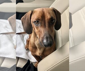 Dachshund Dogs for adoption in Boca Raton, FL, USA