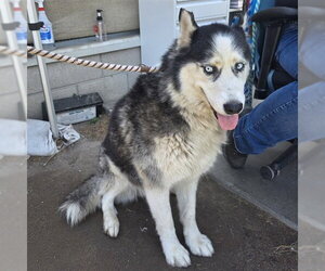 Siberian Husky Dogs for adoption in Long Beach, CA, USA