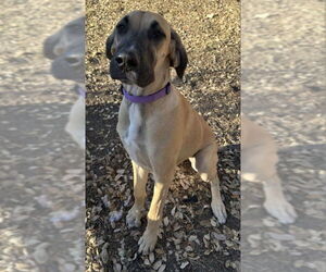 Great Dane Dogs for adoption in PIPE CREEK, TX, USA
