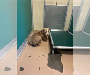 Mutt Dogs for adoption in Texas City, TX, USA