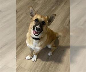 Mutt Dogs for adoption in San Antonio, TX, USA