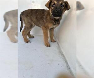 Labrador Retriever-Unknown Mix Dogs for adoption in Houston, TX, USA