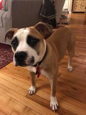 Bull-Boxer Dogs for adoption in Bellbrook, OH, USA