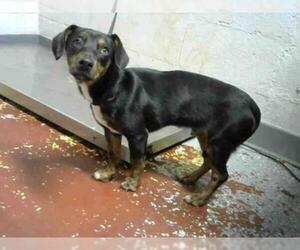 Dachshund Dogs for adoption in Atlanta, GA, USA