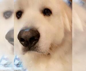 Great Pyrenees Dogs for adoption in Lincoln, NE, USA