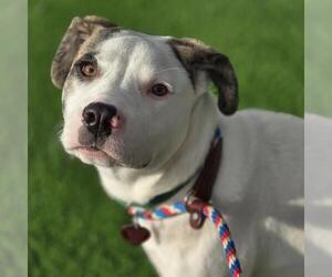 Lab-Pointer Dogs for adoption in San Diego, CA, USA