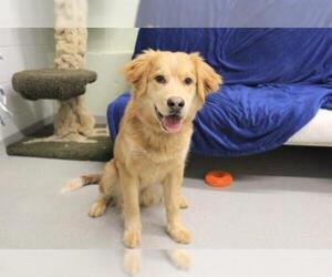 Golden Retriever-Unknown Mix Dogs for adoption in Grasswood, Saskatchewan, Canada