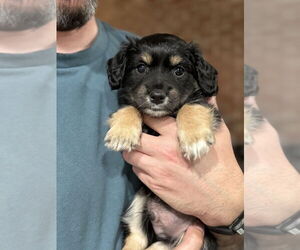 Cavapoo Dogs for adoption in Dana Point, CA, USA