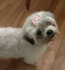 Lhasa Apso Dogs for adoption in Pawtucket, RI, USA
