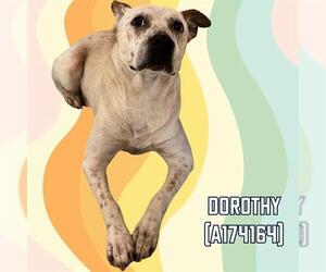 Mutt Dogs for adoption in Tulsa, OK, USA