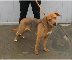 Beagle-Unknown Mix Dogs for adoption in Louisville, KY, USA