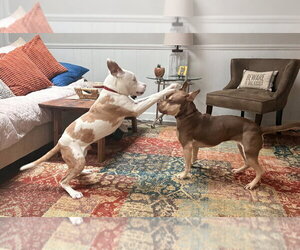 Mutt Dogs for adoption in Raleigh, NC, USA