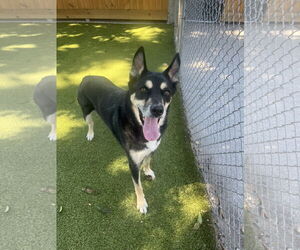 German Shepherd Dog-Unknown Mix Dogs for adoption in Hilton Head, SC, USA