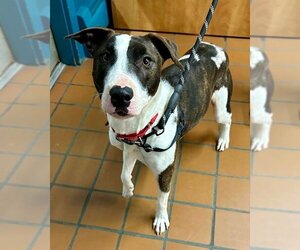 American Pit Bull Terrier-Bull Terrier Mix Dogs for adoption in Petaluma, CA, USA