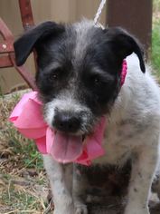 Medium Photo #1 Basset Hound-Unknown Mix Puppy For Sale in Bandera, TX, USA
