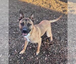 American Pit Bull Terrier-Unknown Mix Dogs for adoption in Plano, TX, USA