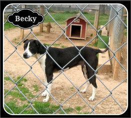 Border Collie-Unknown Mix Dogs for adoption in Sautee Nacoochee, GA, USA