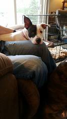 American Pit Bull Terrier-Unknown Mix Dogs for adoption in Lorain, OH, USA