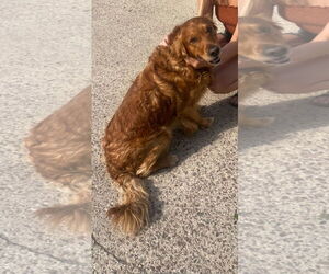 Golden Retriever Dogs for adoption in Princeton, MN, USA