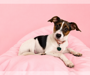 Jack-A-Bee Dogs for adoption in Springdale, PA, USA