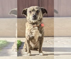Beagle-Chihuahua Mix Dogs for adoption in El Cajon, CA, USA