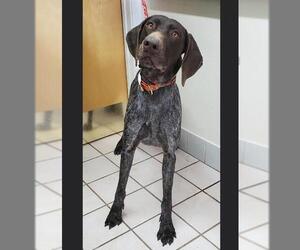 German Shorthaired Pointer Dogs for adoption in Santa Clarita, CA, USA