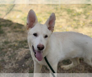 - Mix Dogs for adoption in Phoenix, AZ, USA