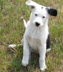 Border-Aussie Dogs for adoption in Chinook, MT, USA