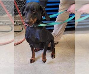 Black and Tan Coonhound-Labrador Retriever-Unknown Mix Dogs for adoption in Iroquois, IL, USA