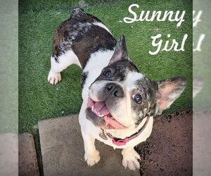 Faux Frenchbo Bulldog Dogs for adoption in Tustin, CA, USA