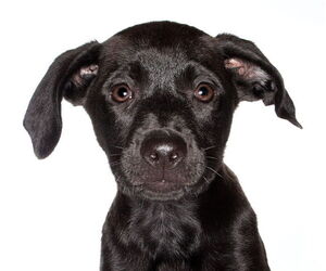 Labrador Retriever Dogs for adoption in Oakland Park, FL, USA