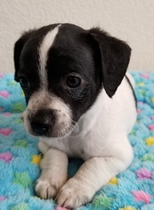 Rat Terrier Dogs for adoption in Stockton, CA, USA