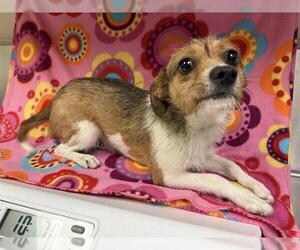 Cairn Terrier-Unknown Mix Dogs for adoption in HESPERIA, CA, USA