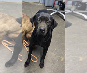 - Mix Dogs for adoption in Evansville, IN, USA