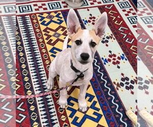Mutt Dogs for adoption in Rockville, MD, USA