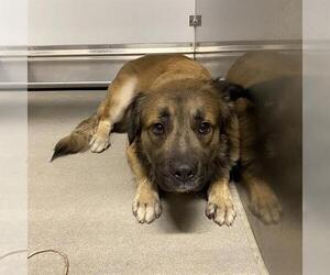 German Shepherd Dog-Unknown Mix Dogs for adoption in Modesto, CA, USA