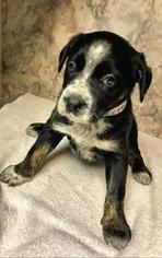 Bogle Dogs for adoption in Danbury, CT, USA