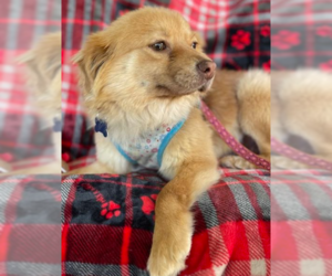Chihuahua-Unknown Mix Dogs for adoption in Cranston, RI, USA