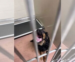 Border Collie-Unknown Mix Dogs for adoption in Ogden, UT, USA