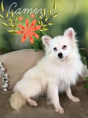 Medium Photo #1 Pomeranian Puppy For Sale in Garland, TX, USA